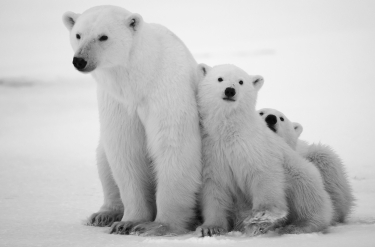 Niedźwiedzie polarne