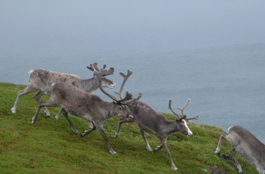 Płaskowyż Hardangervidda