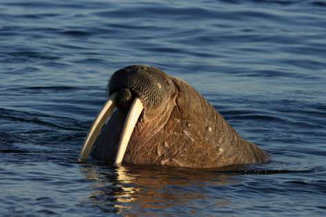 REJS SPITSBERGEN - POLARNE SAFARI